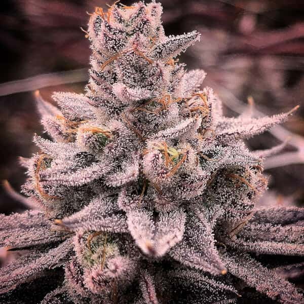 Zpaze Gaz semilla > R-Kiem Seeds | Semillas feminizadas  |  Índica